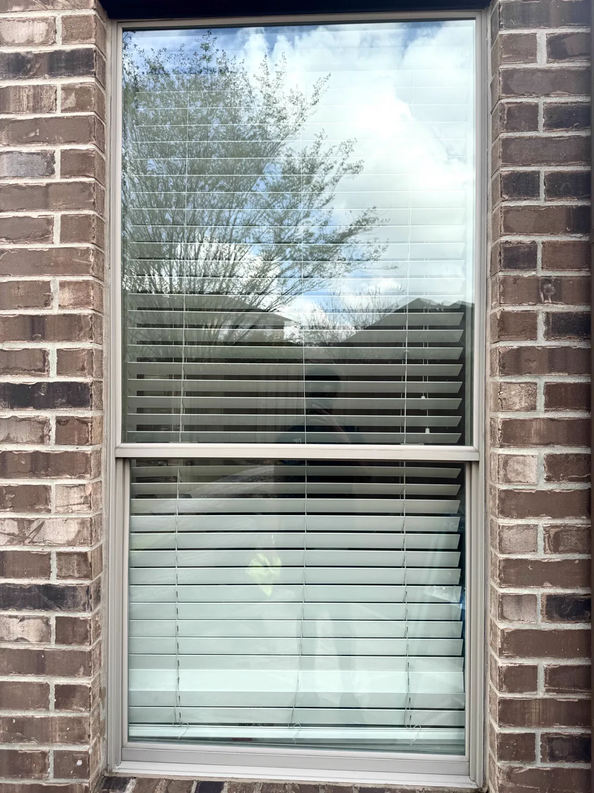 Spotless window reflecting a tree and clear sky after cleaning